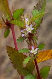 Image result for Melochia melissifolia