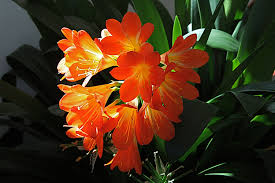 Bloomington offers a multitude of neighborhoods, each with a surplus of home rentals ranging from houses for rent, and condo rentals, to low income housing and senior. Clivias Easy Care House Plants Focus On Flowers Indiana Public Media
