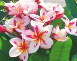 Plumeria Seedling Beautiful Pink Tropical Pink Flowers 6 Pot Housewarming Gift Plumeria Flower Pot Design Frangipani