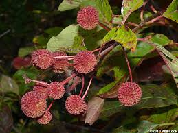 Image result for Cephalanthus