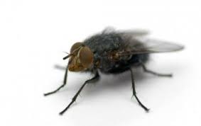 Come Allontanare Le Mosche Con Metodi Naturali E Le Piante Aromatiche Rimedi Naturali Naturale Rimedi