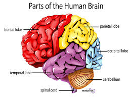 Medical Terminology Of The Nervous System Nursecepts