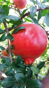 Chances are we have the right plants for you! Fruit Plant And Fruit Plants Manufacturer Bhairavnath Nursery Pune