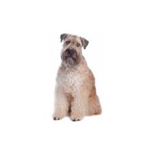 Puppies for sale in illinois. Soft Coated Wheaten Terrier Puppies Houston Tx Petland Katy