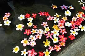 pin by rios hsu on gardening outdoor outdoor gardens lei necklace outdoor