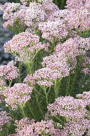 Image result for Eriospermum roseum