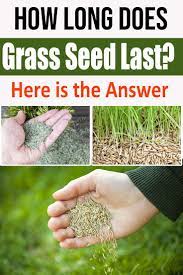 How Long Does Grass Seed Last Here Is The Answer Grass Seed Organic Lawn Care Grass
