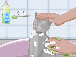Bathing cats is pretty unnecessary unless they've gotten into something nasty. How To Kill Fleas With Dawn Dishsoap 11 Steps With Pictures