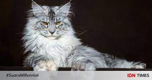 Maybe you would like to learn more about one of these? 5 Fakta Maine Coon Kucing Rumahan Yang Berbadan Raksasa