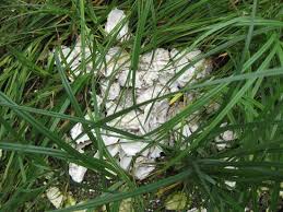 70 rumput stock video clips in 4k and hd for creative projects. View From The Picnic Area Picture Of Okeover Arm Provincial Park Lund Tripadvisor