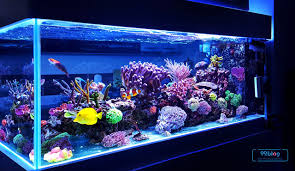 Pilih hiasan agar aquarium terlihat indah. 7 Inspirasi Hiasan Aquarium Yang Ramah Di Kantong Wajib Tahu