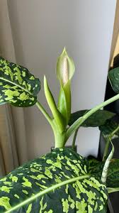 Image result for dieffenbachia flower