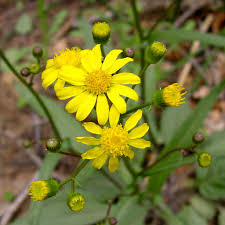 Image result for Senecio consanguineus