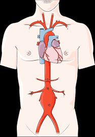 When you select subscribe you will start receiving our email newsletter. Anatomy And The Human Body Archives Servier Medical Art