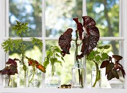 Dried flowers will eventually fade and can disintegrate if not stored properly. How To Grow Plants From Stem Cuttings Better Homes Gardens