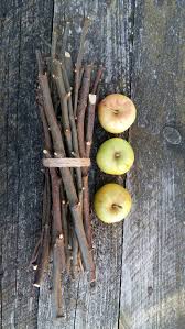 Players must be at least level 27 in farming to plant an apple sapling. Crabapple Wild Apple Tree Branches Wooden Sticks Twigs Bundle Natural Rustic Home Decor Craft Supplies Primitive Apple Tree Branch Apple Tree Tree House Decor