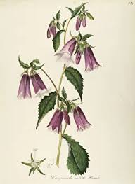 Image result for Campanulaceae