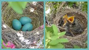 Baby Birds Hatching To Leaving The Nest In 5 Minutes Youtube