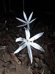 Image result for Multidentia concrescens