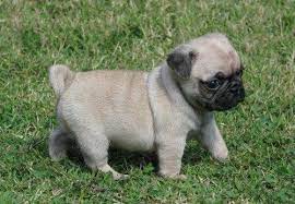 Baby Pugs Teacup Puppy Tumblr Pug Puppies Pug Puppies For Sale Cute Pugs