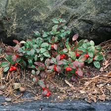 Image result for Galenia procumbens