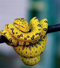 Red Eyes Snake Yellow Snake Beautiful Snakes