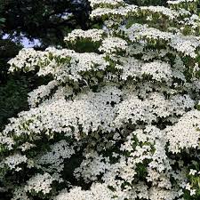 Image result for Canscora kirkii