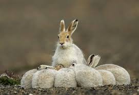 The arctic hare is a hardy animal that lives in cold, inhospitable artic lands. Arctic Hare And Leverets Fred Lemire Baby Animals Arctic Hare Animals