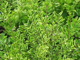 Genus lonicera can be deciduous and evergreen shrubs, or climbers with twining stems. Lemon Beauty Box Honeysuckle Plants4home
