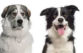 We cannot accept responsibility for any transaction between purchaser and vendor arising from publication of the listing. The Ultimate Guide To The Great Pyrenees Border Collie Mix With Pictures