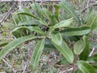 Image result for Acridocarpus natalitius