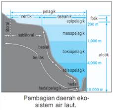 Di zona ini, tekanan air sangatlah tinggi dengan suhu yang sangat rendah. Skema Zona Ekosistem Air Laut Brainly Co Id