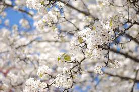 Spring flowering trees with a nest and silhouettes of birds. Spring In Greenville Sc White Japanese Cherry Blossom Tree Japanese Cherry Blossom Cherry Blossom Tree Cherry Flower