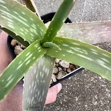 Image result for Aloe veseyi