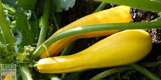 Quelle Difference Entre Courgette Jaune Et Verte Tous Les Conseils Pour Reussir La Culture Courgettes Jaunes Vert Courgette Verte