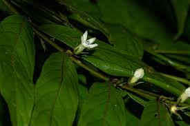 Image result for Pauridiantha