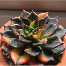 We did not find results for: Echeveria Black Prince Variegated Bess Bates Succulent Seeds Shopee Philippines