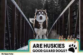 Are Huskies Good Guard Dogs See What Real Husky Owners Say My Happy Husky