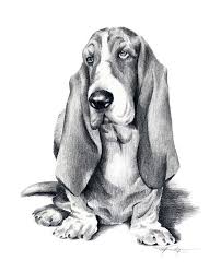 American Black And White Hound Dog Basset Hound Dog Drawing Art Print By Artist Dj Rogers Dibujos De Perros Perros Tiernos Dibujos Dibujos De Animales