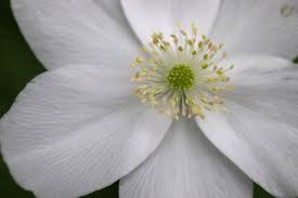 Image result for Aneilema nicholsonii