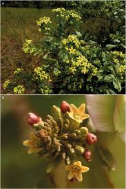 Image result for Combretum falcatum