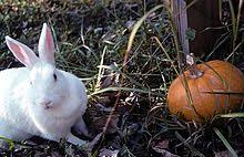 Brown eyes are common in this color line. New Zealand Rabbit Wikipedia