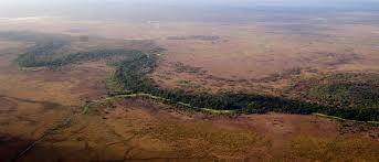 Image result for Mildbraedia carpinifolia