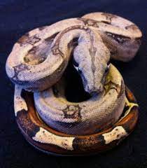 Columbian Redtail Boa Winston Used To Own One Beautiful Creatures Reptiles And Amphibians Reptile Snakes Pet Snake