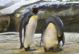 Skipper and ping, two male king penguins residing at zoo berlin in germany, arrived as a pair from another zoo in hamburg in april. Gay Penguins Adopt Egg After Trying To Hatch Stone
