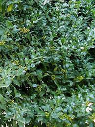 Comment faire fleurir un quamoclit ? Houx Commun Ilex Aquifolium Le Jardin Du Pic Vert