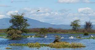 We took a boat tour with an expert guide who put us we stopped at a park in lake naivasha and had a walk there, we got up close with most of the wild. Lake Naivasha Safari In Kenya