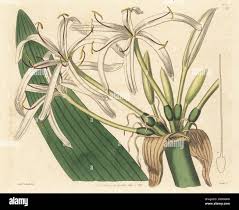 Image result for Crinum stuhlmannii