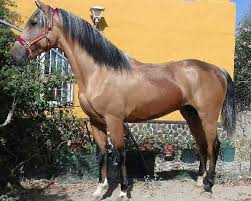 Das mustang pferd gilt als wildpferd, das sich in teilen der usa in der wildnis frei bewegt. Lusitano Falbe Horse Pedigree Rimondo