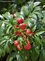 Image result for Monothecium glandulosum